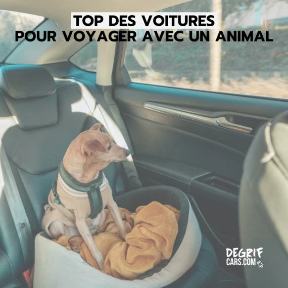 Un chien installé confortablement dans le coffre spacieux d'un SUV neuf par le mandataire automobile Degrifcars.com.
